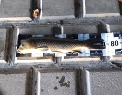 コイの釣果