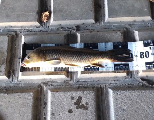 コイの釣果