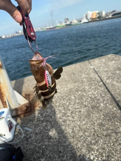 マハタの釣果