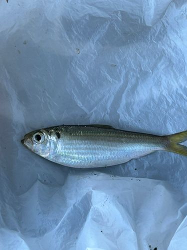 サッパの釣果