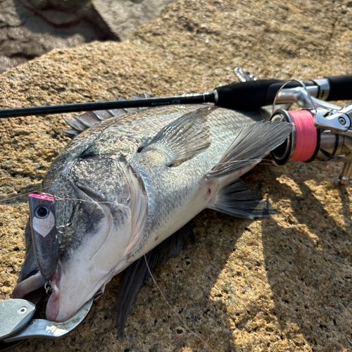 チヌの釣果