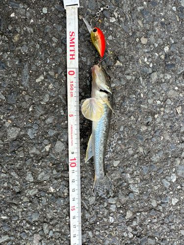 ハゼの釣果