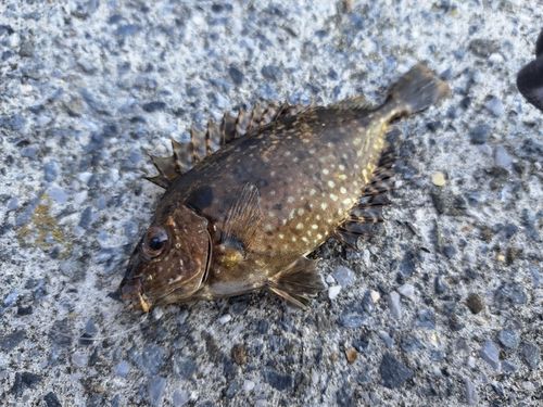 アイゴの釣果