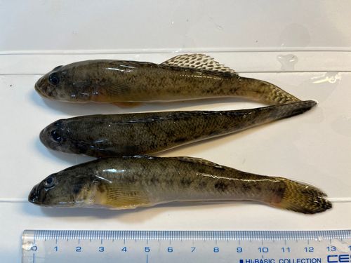 ハゼの釣果