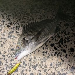 クロダイ