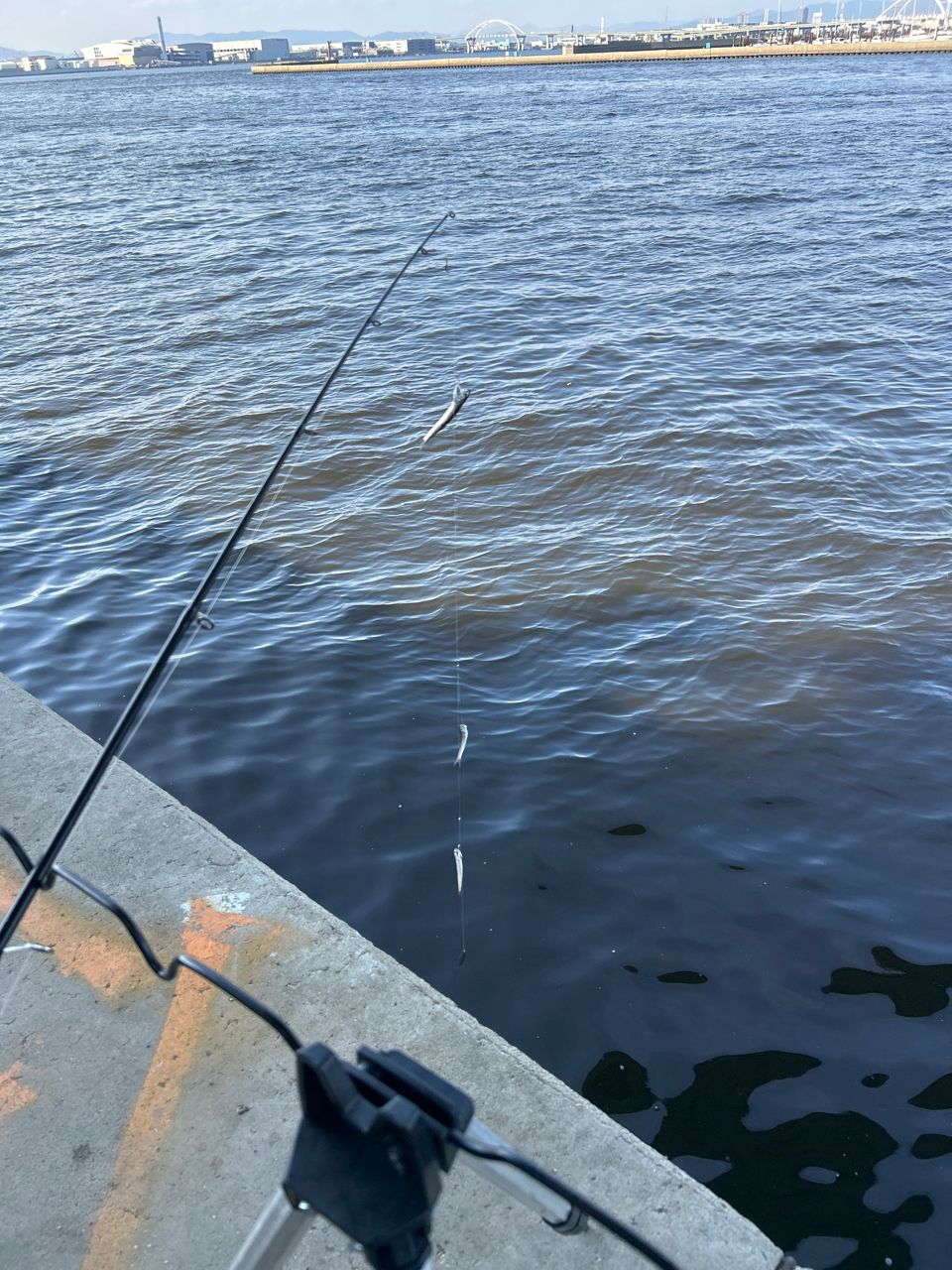 カタクチイワシ