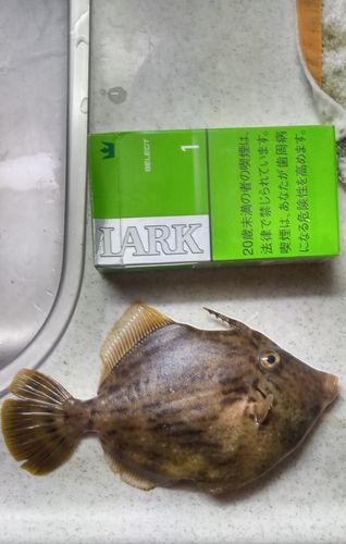 カワハギの釣果