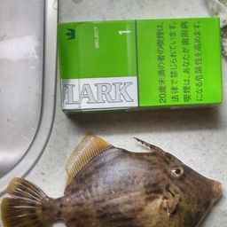 カワハギ