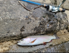 ニジマスの釣果