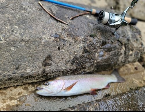ニジマスの釣果