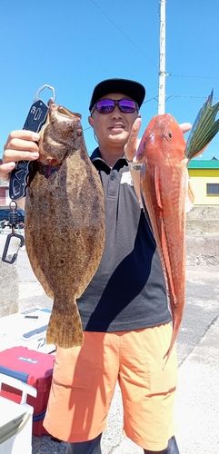 ヒラメの釣果