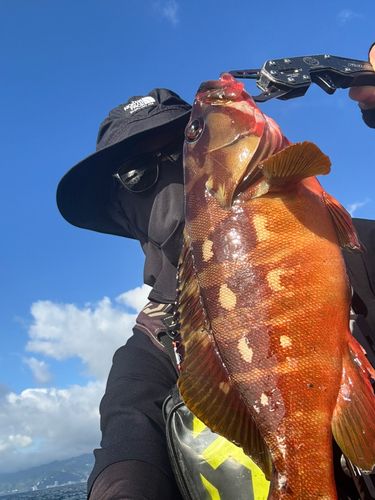 アカハタの釣果