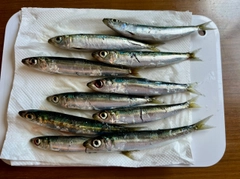 ウルメイワシの釣果