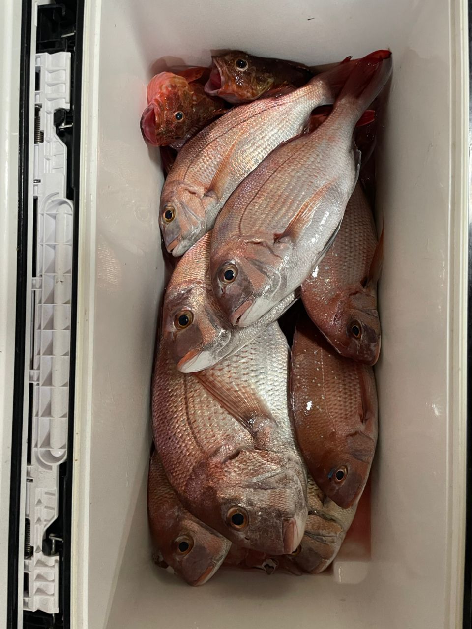 ちゃぼ玉さんの釣果 2枚目の画像