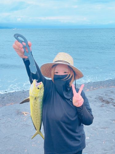 シイラの釣果