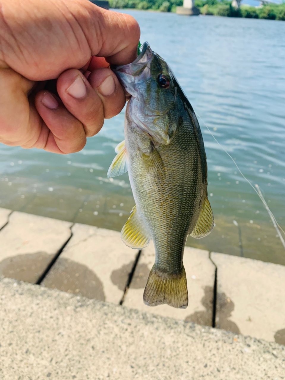 スモールマウスバス