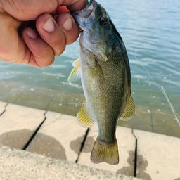 スモールマウスバス