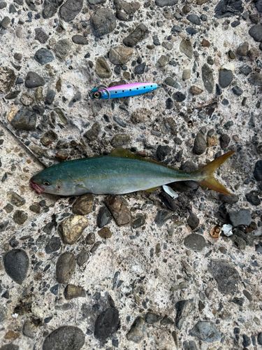 ワカシの釣果