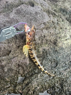 エソの釣果