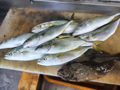 ワカシの釣果