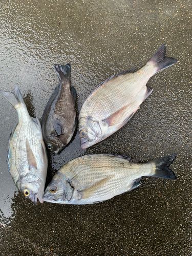 常磐沖