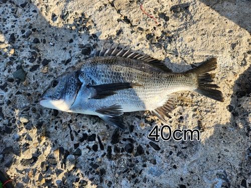 チヌの釣果