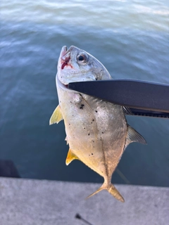 メッキの釣果
