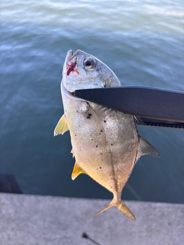 メッキの釣果