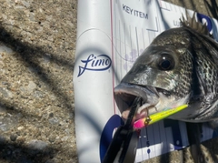 チヌの釣果