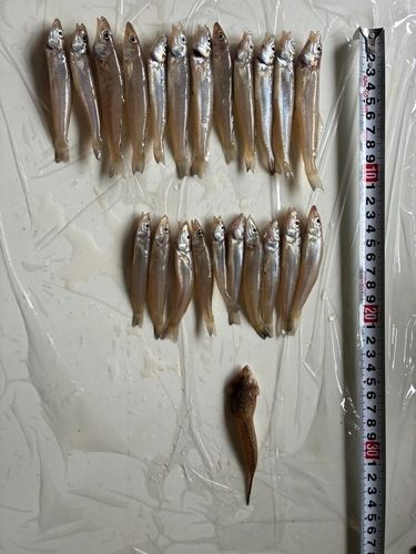キスの釣果