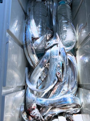 タチウオの釣果