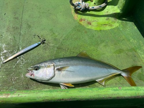 イナダの釣果