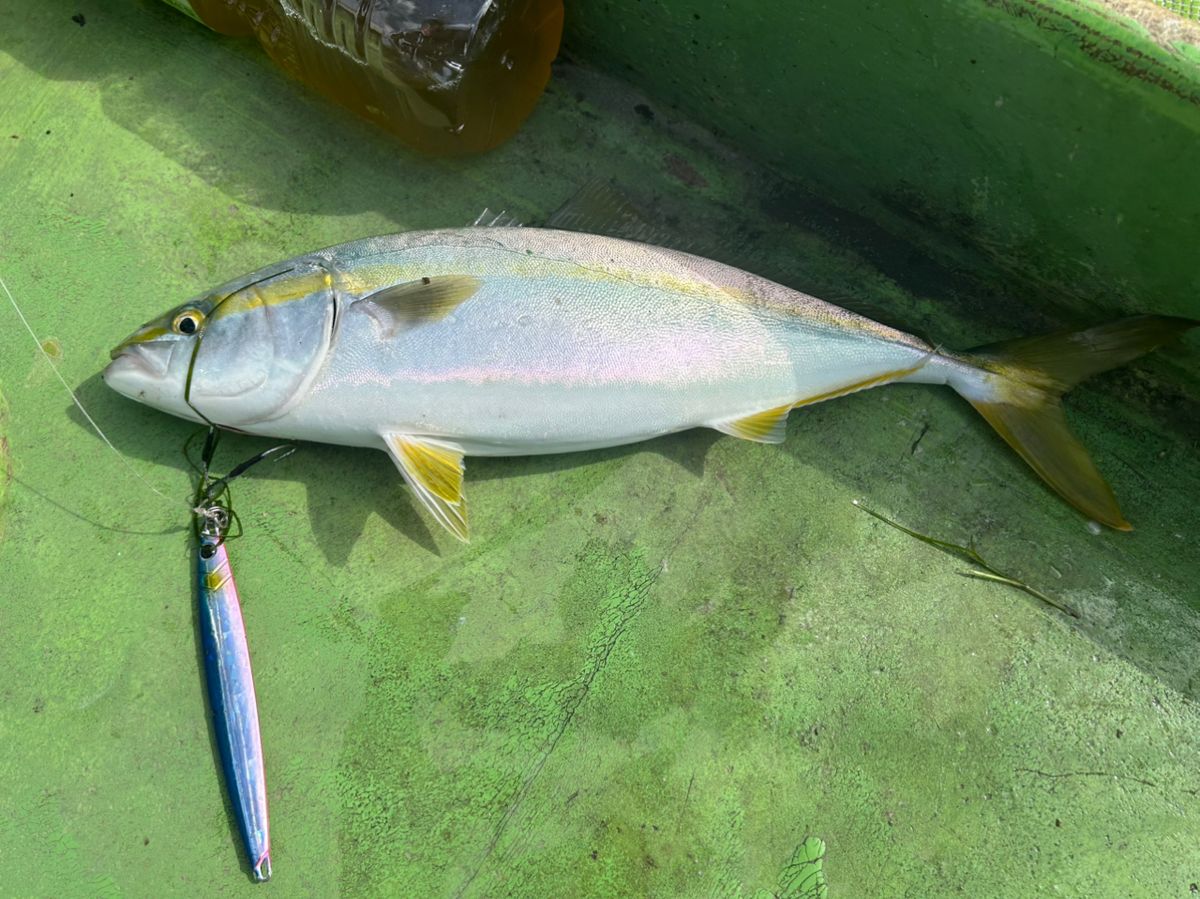 OJ0702さんの釣果 2枚目の画像