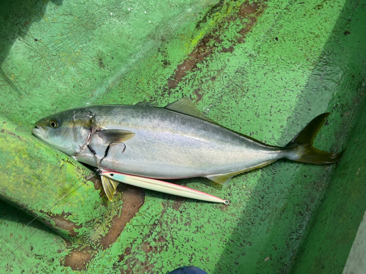 OJ0702さんの釣果 3枚目の画像