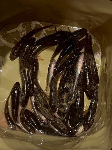 マハゼの釣果