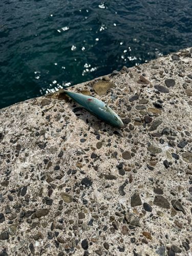 ワカシの釣果