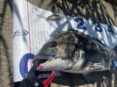 チヌの釣果