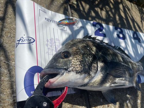 チヌの釣果