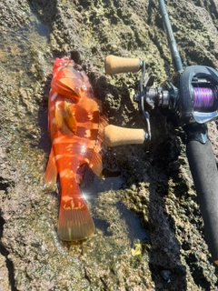 アカハタの釣果