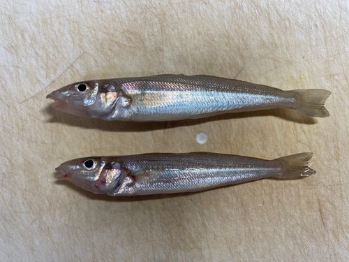 キスの釣果