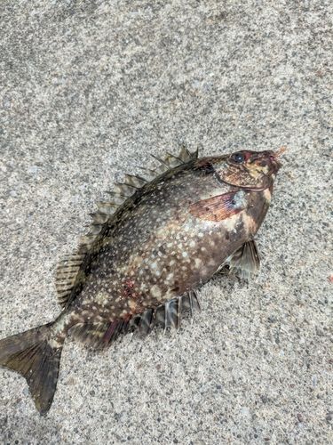 アイゴの釣果