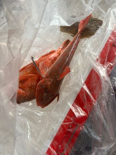 ホウボウの釣果