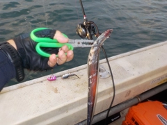 タチウオの釣果