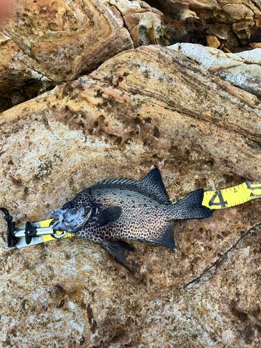 イシガキダイの釣果