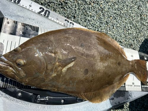 ヒラメの釣果