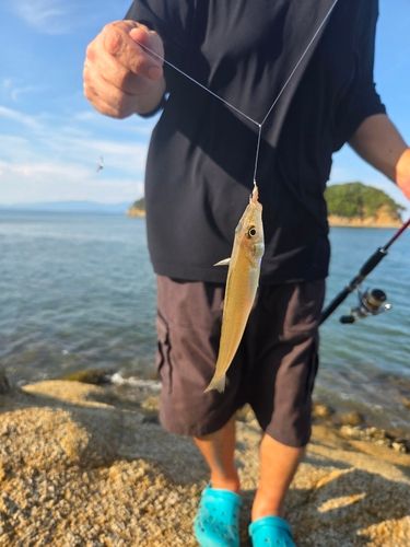 キスの釣果