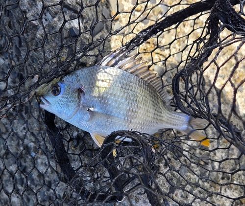 キビレの釣果