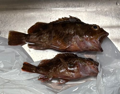 ガシラの釣果