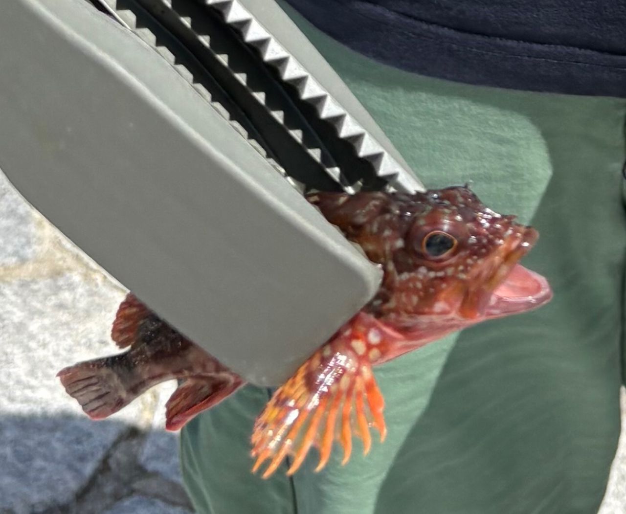 ガシラ