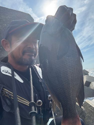 メジナの釣果